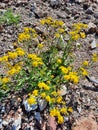 butterweed flower