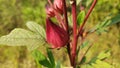 Natural beautifull flower tree in forest