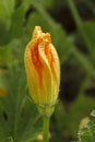 Natural beauty background. Orange zucchini flower bud in the garden Royalty Free Stock Photo