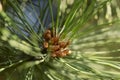 Natural beauty background. The rays of the sun fall on a young branch of a green pine tree with small cones Royalty Free Stock Photo