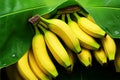 Natural beauty Banana fruits resting on a leafy green canvas