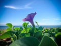 Natural Beauty Blooming Purple Flower Creeping Vine Plants Of Ipomoea Pes-caprae Or Bayhops