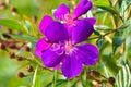 Natural Beauty Of Blooming Purple Flowers Of Pleroma Semidecandrum Plants Among Leaves In The Warmth Of Morning Sunlight Royalty Free Stock Photo