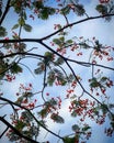 Natural beauty of blue sky with wonderful flowers