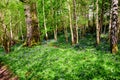 Natural beauty of the bluebells