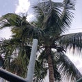 Natural beauty coconut tree sky