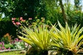 Natural Beauty Colorful Flower Garden With Giant Cabuya Or Furcraea Foetida