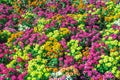 Natural beauty and colorful pink and yellow chrysanthemums mums flower in the garden Royalty Free Stock Photo