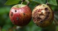 Natural beauty in decay - A close-up of two apples on a tree branch Royalty Free Stock Photo