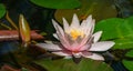 Natural beauty of delicate  pink water lily or lotus flower Marliacea Rosea with bud in garden pond. Nymphaea blossom Royalty Free Stock Photo