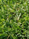 Natural beauty envirnoment spring grass Royalty Free Stock Photo