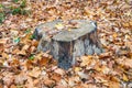 A large old stump in the forest among the fallen leaves. The concept of autumn landscapes. Royalty Free Stock Photo