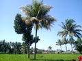 Natural beauty at the foot of mount rinjani lombok