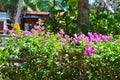 Natural Beauty Of The Garden Of Pink Flowers Of Bougainvillea Among Other Ornamental Plants On Sunny Day Royalty Free Stock Photo