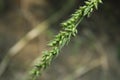 Natural beauty on grass background photo Royalty Free Stock Photo