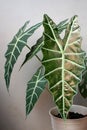 Natural beauty of indoor plants named `Alocasia Amazonica`