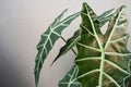 Natural beauty of indoor plants named `Alocasia Amazonica` Royalty Free Stock Photo