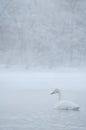 Swans on a frozen winter lake and trees in a foggy forest. Lake Kussharo in Hokkaido.