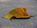 Natural beauty Lonely leaves in the middle of the ground