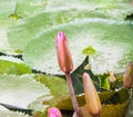 Natural beauty Lotus flowers on the water