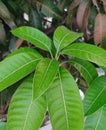 Natural beauty of mango tree leaves Royalty Free Stock Photo