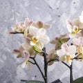 Natural beauty and minimalism - flowers on a gray background