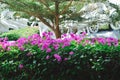 Natural Beauty Pink Flowers On Top Of Fence Bougainvillea Plants In Front Of Ornamental Tree Royalty Free Stock Photo