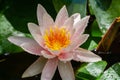 Natural beauty of pink water lily after rain. Lotus flower Marliacea Rosea opened early in morning in garden pond Royalty Free Stock Photo