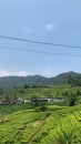 The natural beauty of Puncak Bogor Tea Gardens, Indonesia Royalty Free Stock Photo