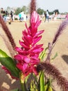 Natural Beauty: Real Garden Plant with Red Flowers and Green Leaves - Botanical Elegance in Full Bloom