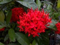 Natural beauty red lxora flower