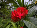 Natural beauty red lxora flower