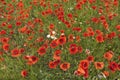 Beauty of red poppies in summer time