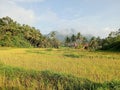 The natural beauty of rice fields after harvest in the village Royalty Free Stock Photo