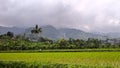 natural beauty rice fields and mountains Royalty Free Stock Photo