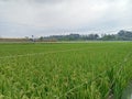 the natural beauty of the rice fields planted with green rice with fresh nature