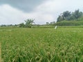 the natural beauty of the rice fields planted with green rice with fresh nature