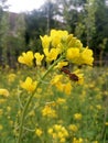 Beautiful insect on the flower