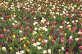 Natural beauty. Springtime background. Multicolored flowers. Tulip fields colourful burst into full bloom. Womens day Royalty Free Stock Photo