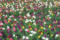 Natural beauty. Springtime background. Multicolored flowers. Tulip fields colourful burst into full bloom. Womens day