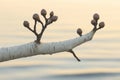 Natural beauty of a tree branch with budding buds at sunset by the water\'s edge Royalty Free Stock Photo