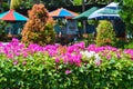 Natural Beauty Tropical Garden Park With Pink White Flowers Of Fence Bougainvillea Ornamental Plants Royalty Free Stock Photo