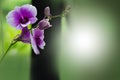 Natural beauty of tropical orchid in green tones background Royalty Free Stock Photo