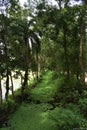 Beautiful Canal with greens in the Canals in Bangladesh