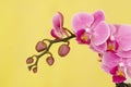 Natural beauty violet orchid Royalty Free Stock Photo