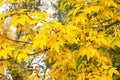 Natural beauty with visually arresting color. Branch with autumn foliage. Autumn branch on sky background. Tree branch Royalty Free Stock Photo