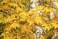 Natural beauty with visually arresting color. Branch with autumn foliage. Autumn branch on sky background. Tree branch Royalty Free Stock Photo