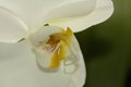 Natural Beauty White Phalaemnosis Orchid