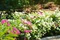 Natural Beauty Of White And Pink Colors Of Bougainvillea Fence Plants Royalty Free Stock Photo