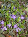 Field flowers are gentle colors. natural beauty.